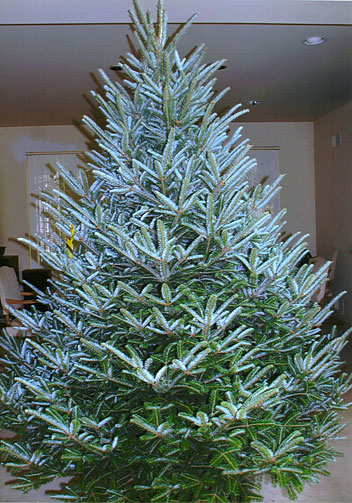2009 Grand Champion Christmas Tree, grown by Dan and Bryan's Christmas Trees (formerly Sundbacks) in Washington D.C., Maryland and West Virginia