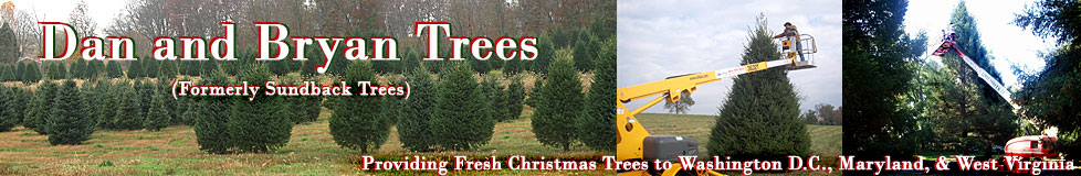 Freshly cut, locally grown Christmas Trees from Dan and Bryan Trees, Washington DC, Maryland and West Virginia