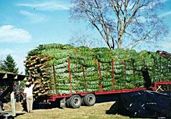 Dan and Bryan Christmas trees are fresh cut and delivered immediately to their lots in Washington D.C. and Chevy Chase, Maryland.  They are also sold fresh cut on the farm in Shepherdstown, WV